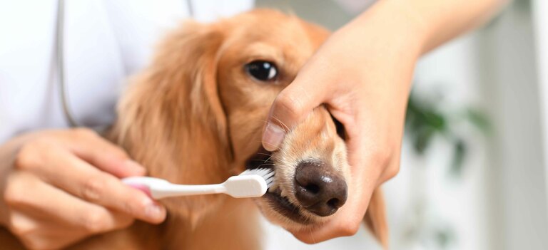 Scopriamo cause e rimedi per l'alitosi nel cane