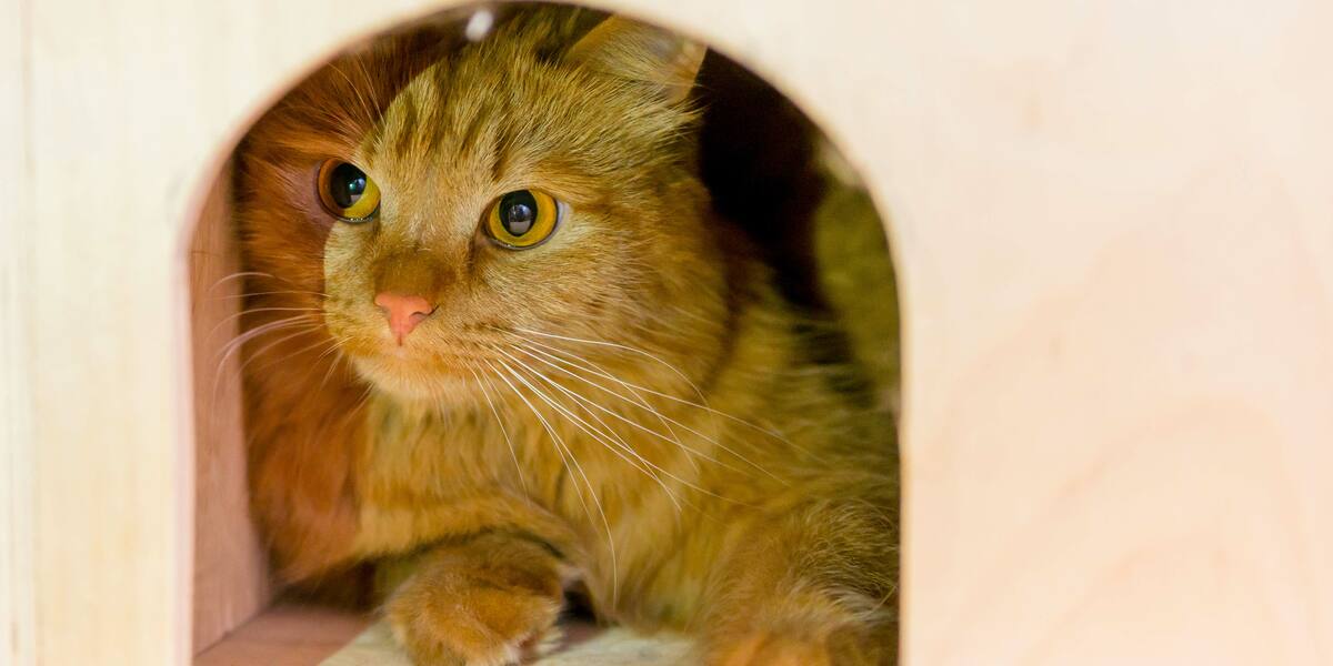 Cucce per gatto fai da te: qualche esempio