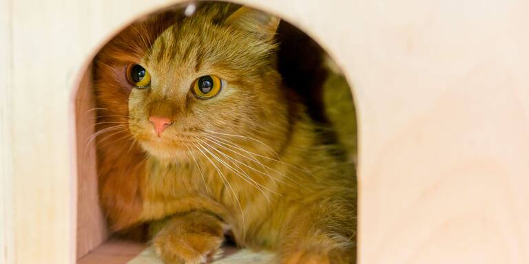 Cucce per gatto fai da te: qualche esempio