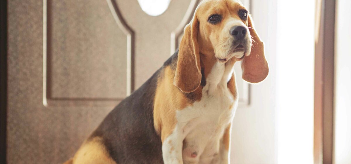 Un focus sulla gravidanza nel cane