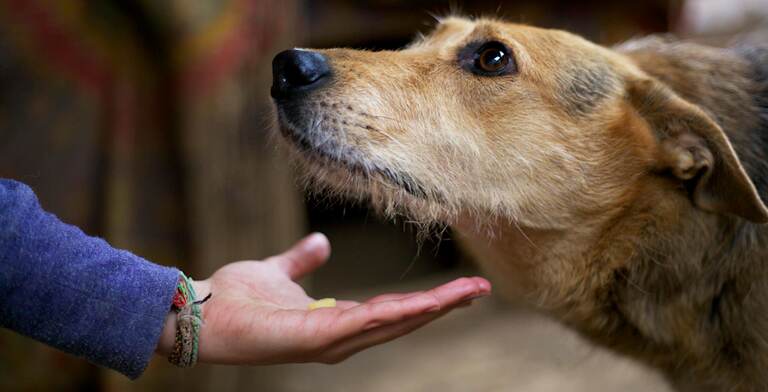 Adottare un cane: cosa sapere?