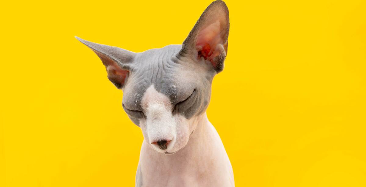Razzi di gatto senza pelo: quali sono?