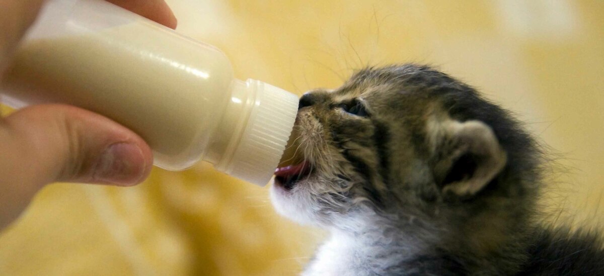 Scopriamo come svezzare il gatto