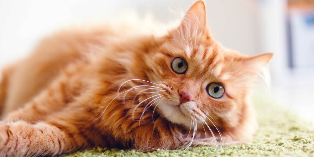 Vita media del gatto: cosa sapere?