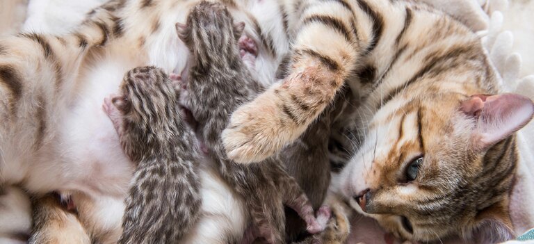 Quanto dura la gestazione del gatto?