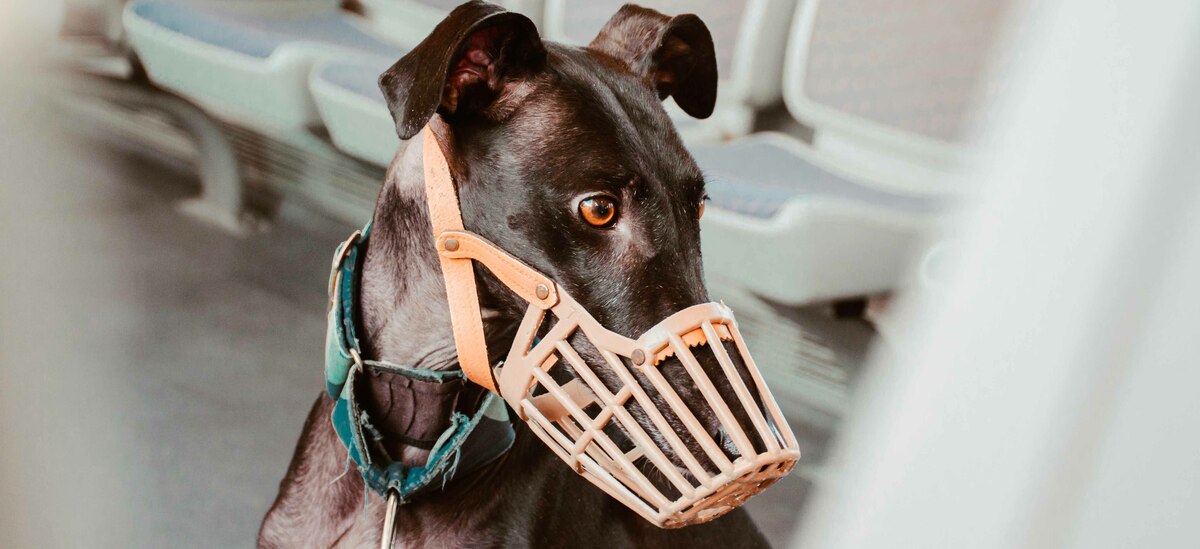 Museruola obbligatoria: quando e per quali cani