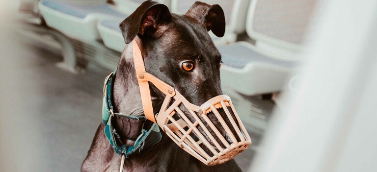 Museruola obbligatoria: quando e per quali cani