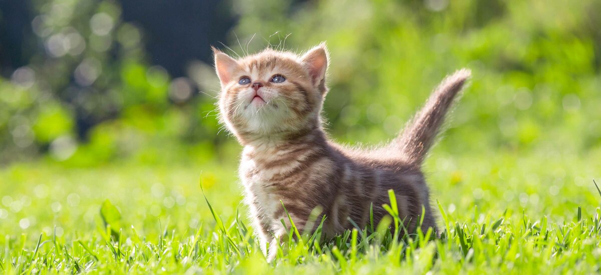 Come sverminare il gatto: consigli