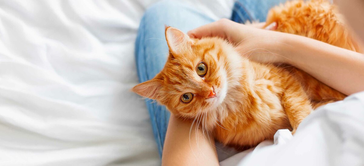 Come vedono i gatti: cosa sapere?