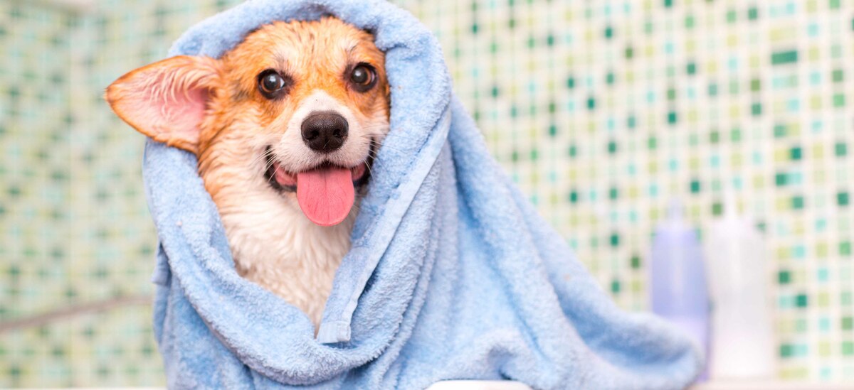 Lavare il cane: come fare?