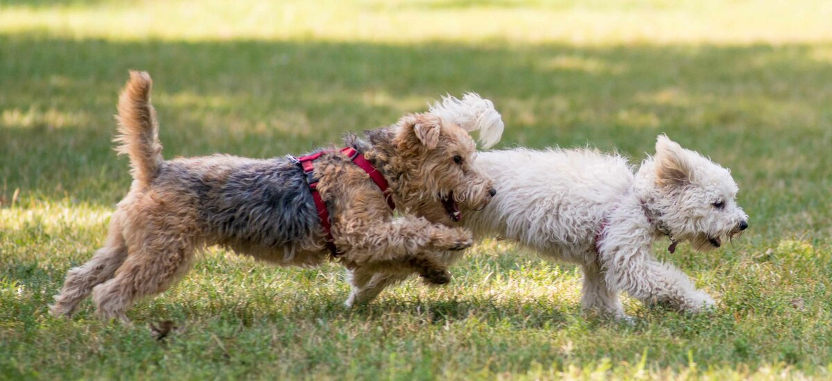 Ecco le migliori razze di cani piccoli