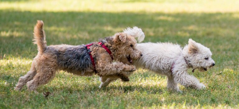 Ecco le migliori razze di cani piccoli