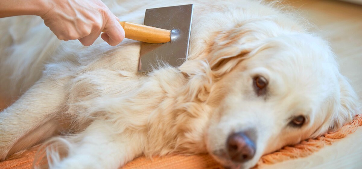 Perdita di pelo nel cane: cause e cosa fare