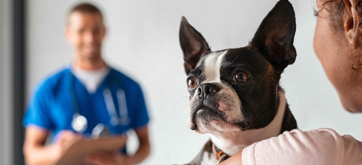 Microchip per cani: tutto ciò che c'è da sapere