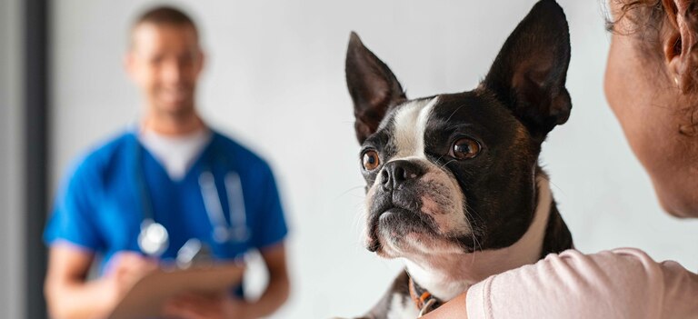 Microchip per cani: tutto ciò che c'è da sapere