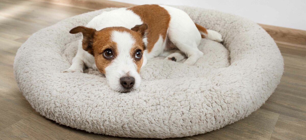 Ecco cosa fare in caso di morso del cane