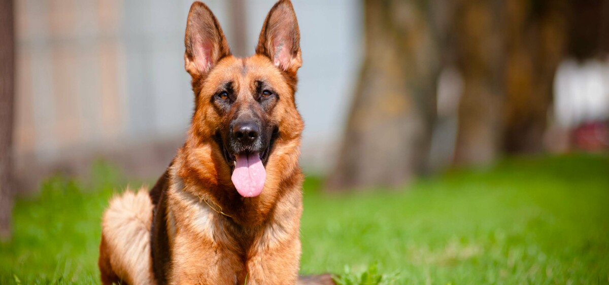 Cani da guardia: tutte le razze