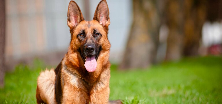 Cani da guardia: tutte le razze