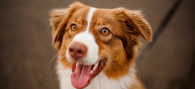 Scopriamo come vedono i cani