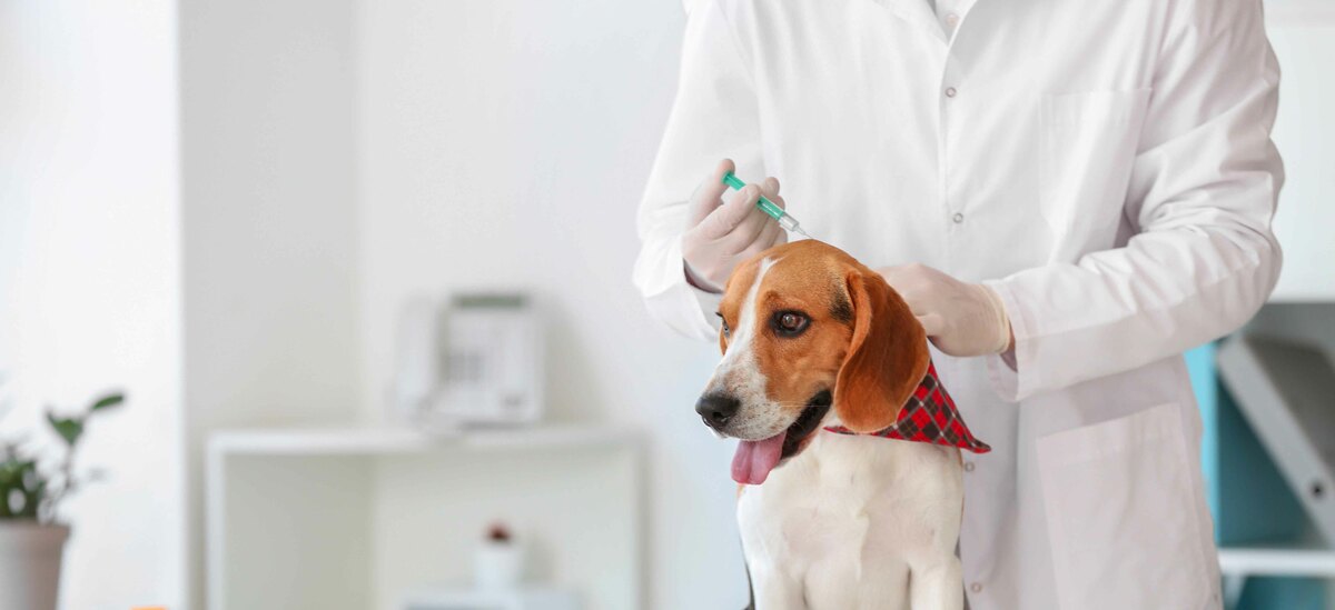 Scopriamo quali vaccinazioni fare per il cane