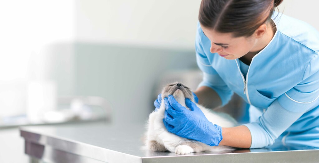 Sangue nelle feci del gatto cause e cosa fare Pazienti.it Sangue nelle feci del gatto cause e cosa fare Pazienti.it