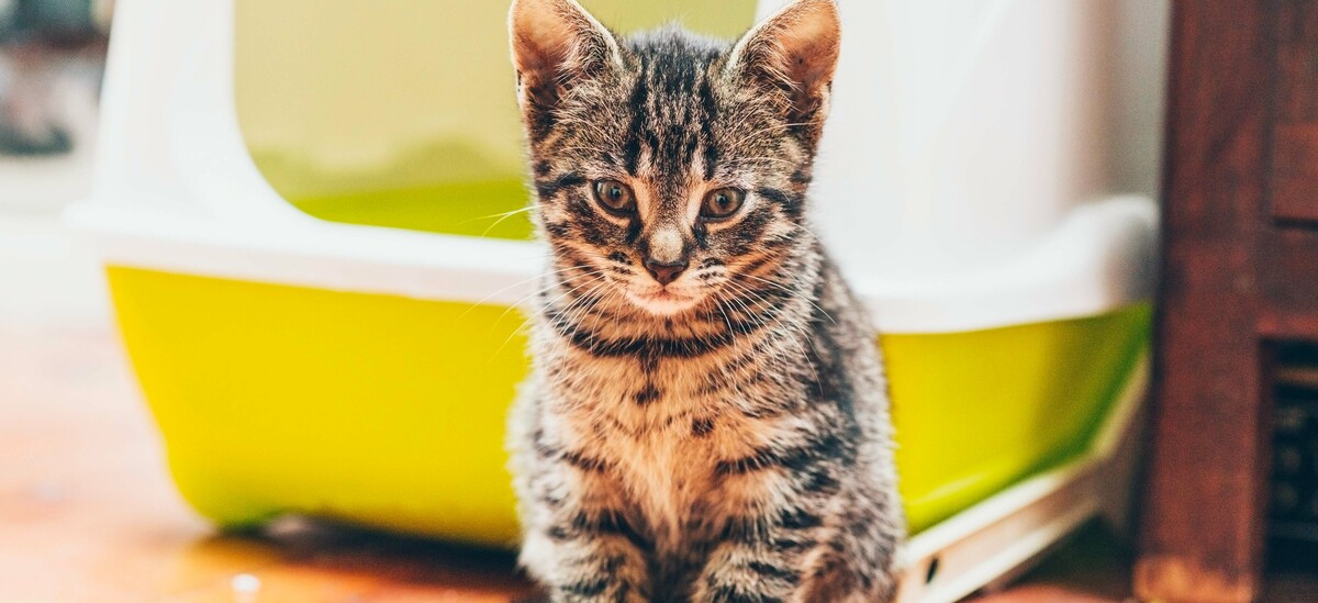 Sangue nelle feci del gatto: un focus