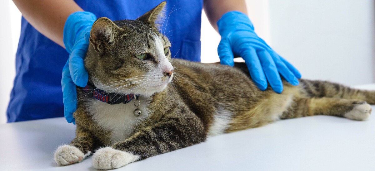 Castrazione del gatto: cosa sapere?