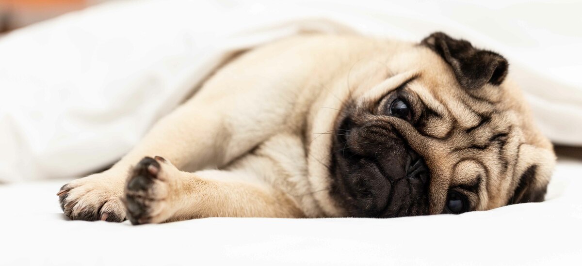 Vediamo insieme come trattare la diarrea nel cane