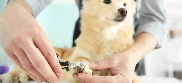 Ecco come tagliare le unghie del cane