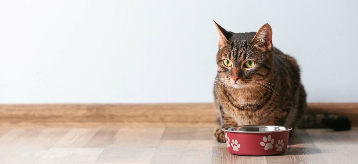 Gatto non mangia: cosa fare