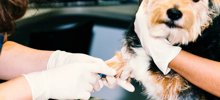 Diabete nel cane: cause, sintomi e cura