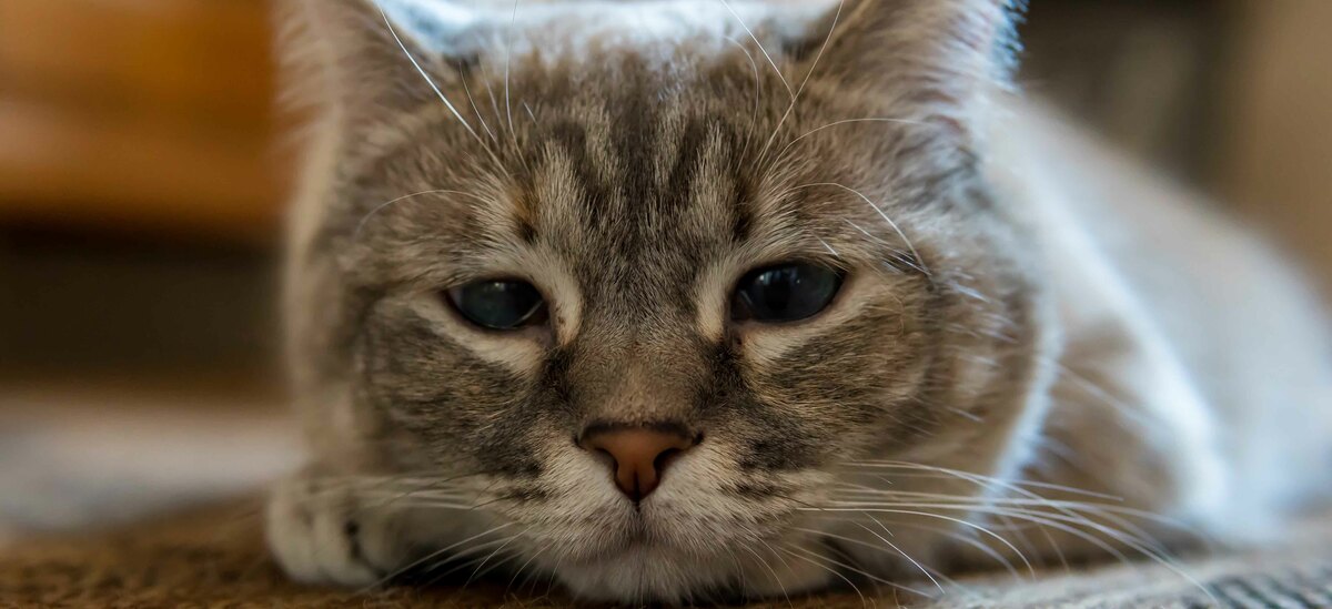 Scopriamo quali sono le cause e i rimedi della forfora nel gatto