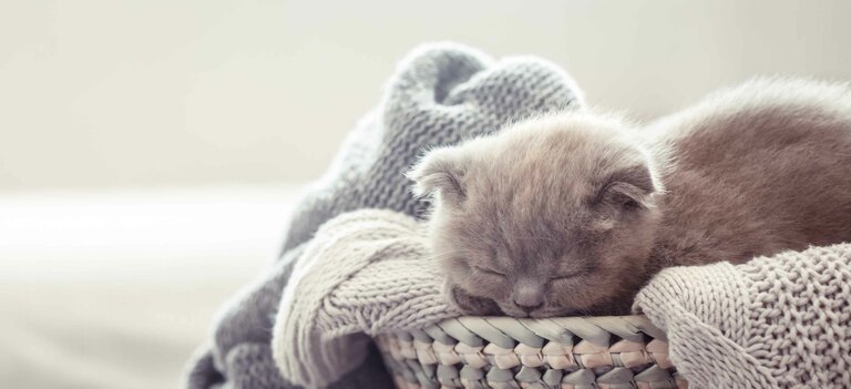 Ecco una lista dei nomi migliori per gatti femmina