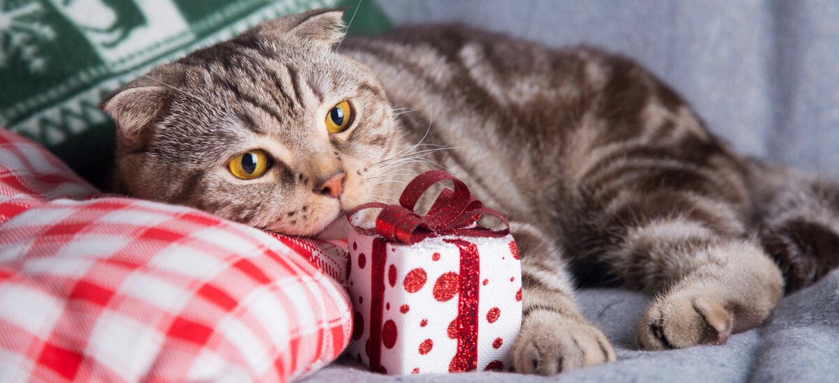 Ecco una lista di regali perfetti per il gatto