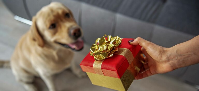 Ecco una lista di consigli su quali regali fare al cane