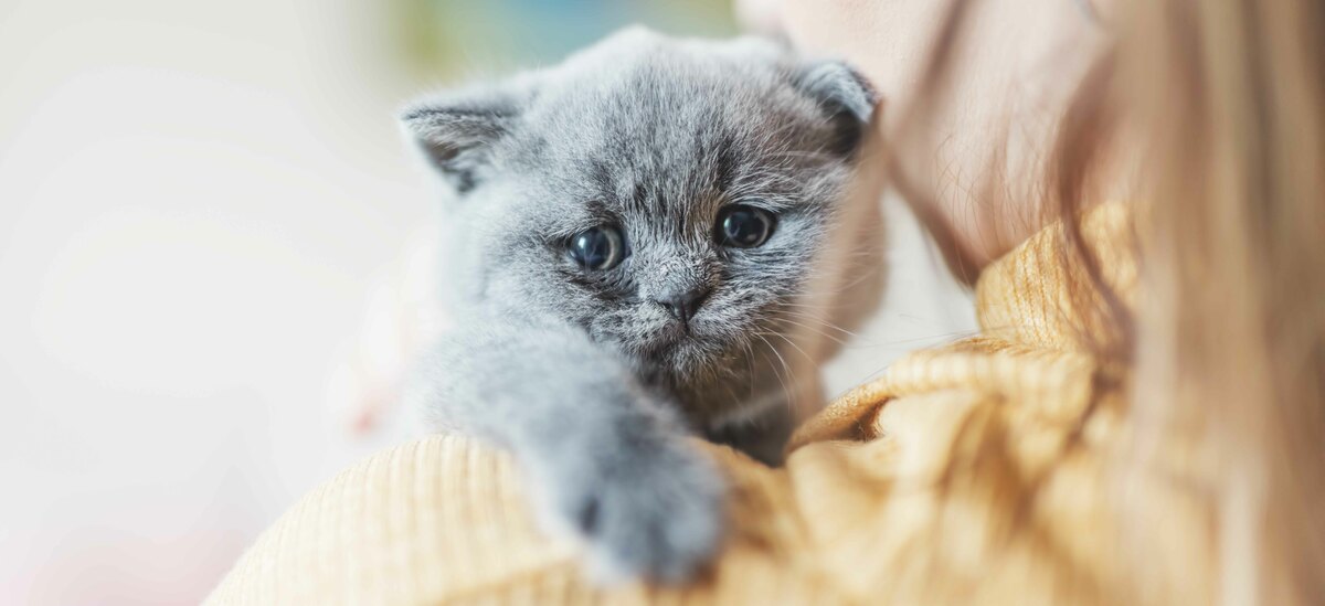 Scopriamo cosa fare quando si incorre nell'avvelenamento del gatto