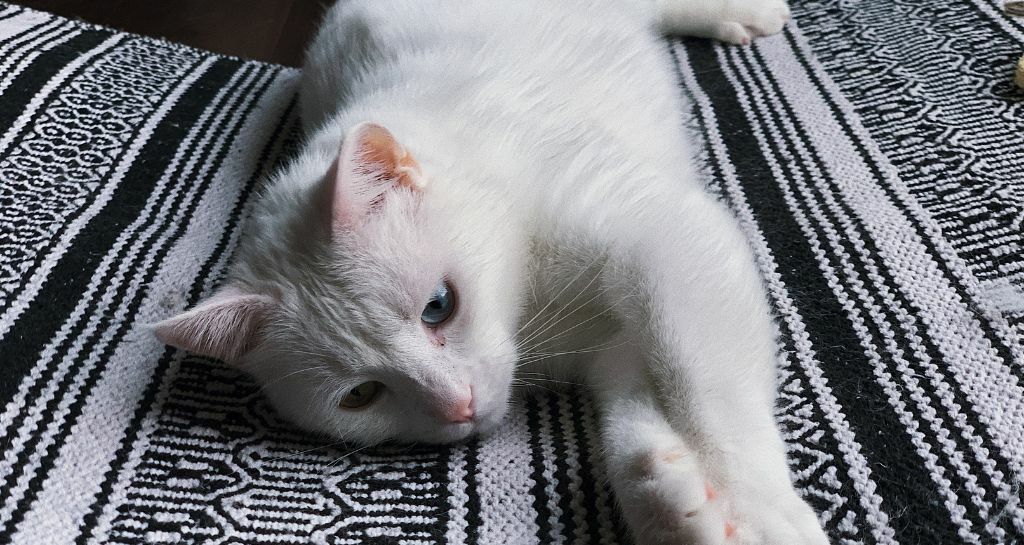 Stomatite nei gatti: cos'è e come trattarla