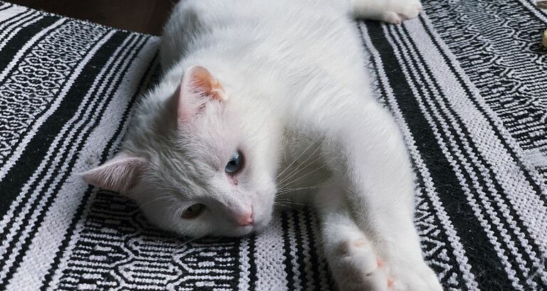 Stomatite nei gatti: cos'è e come trattarla