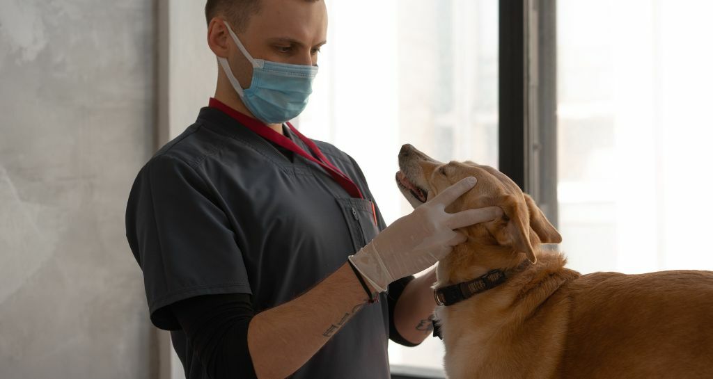Pulizia dei denti nel cane: come si fa e quanto costa