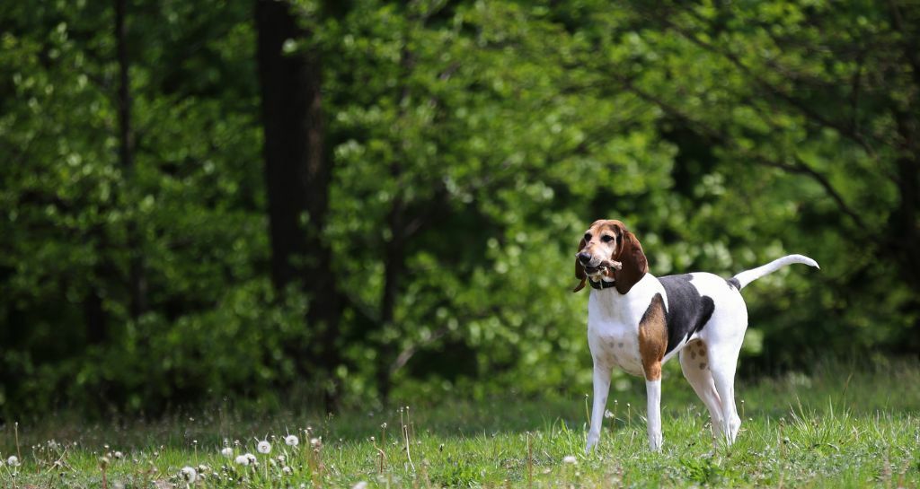Cani da caccia: una selezione delle migliori razze