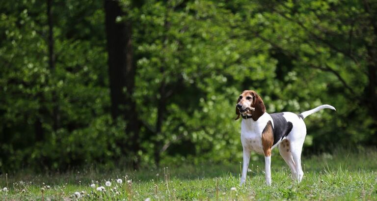 Cani da caccia: una selezione delle migliori razze