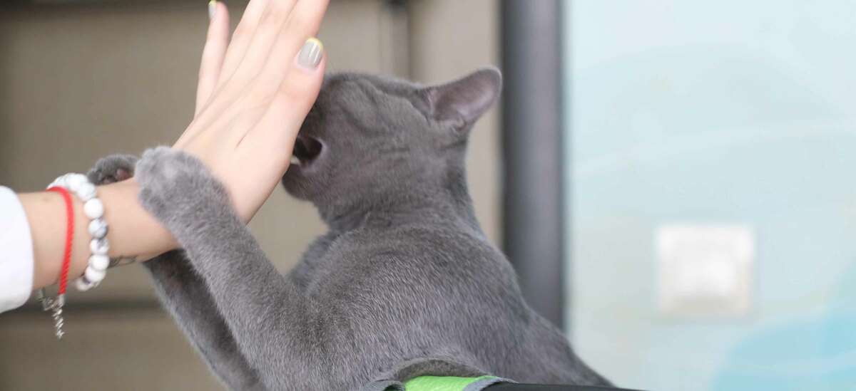 Scopriamo cosa fare per un gatto aggressivo