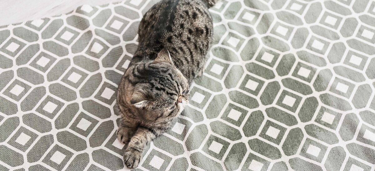 Scopriamo come eliminare l'odore di pipì di gatto