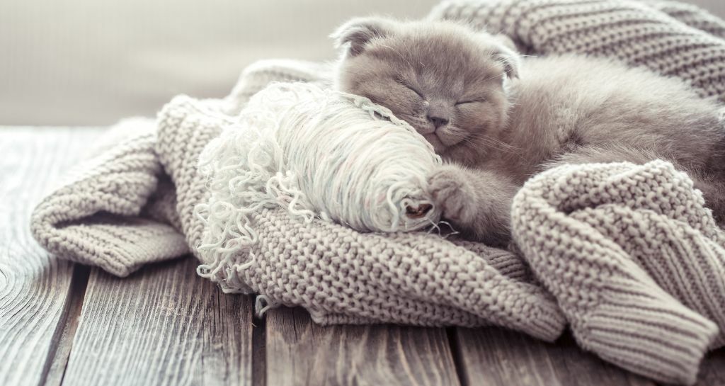 Gatto che riposa su un maglione