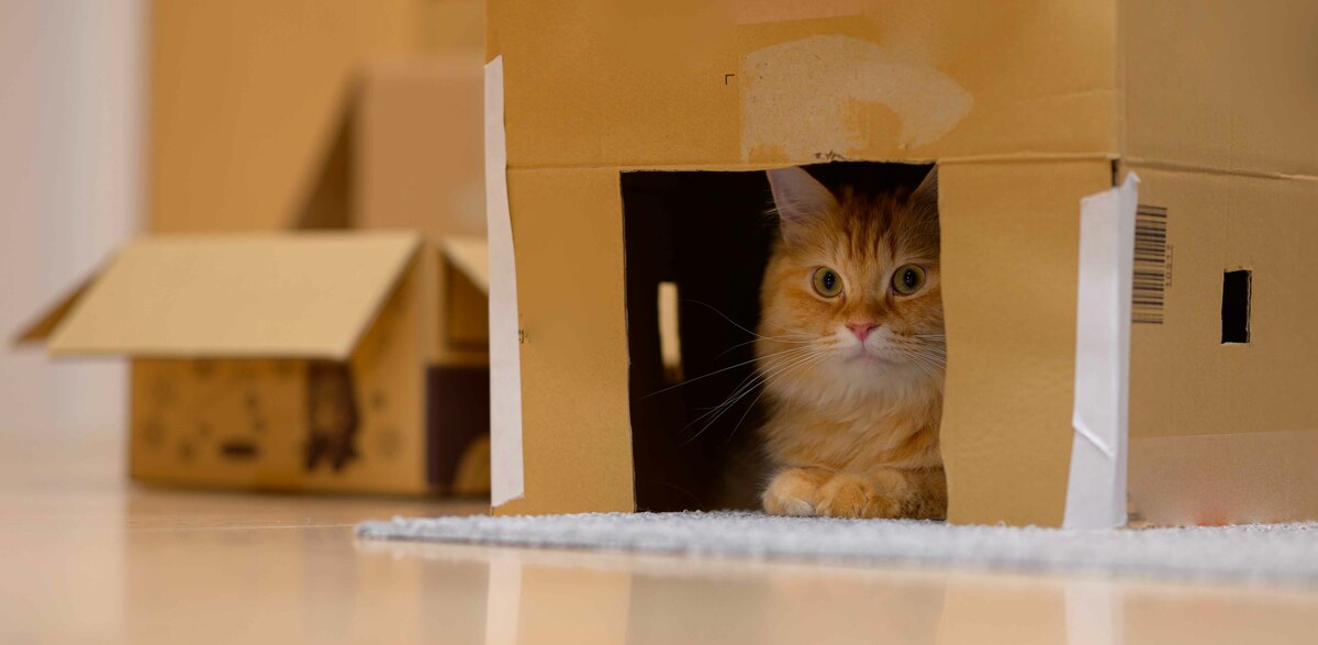 Gatto nella scatola di cartone