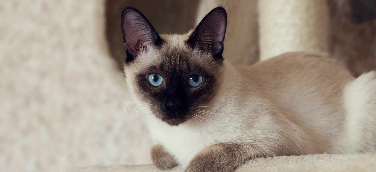 Gatto siamese