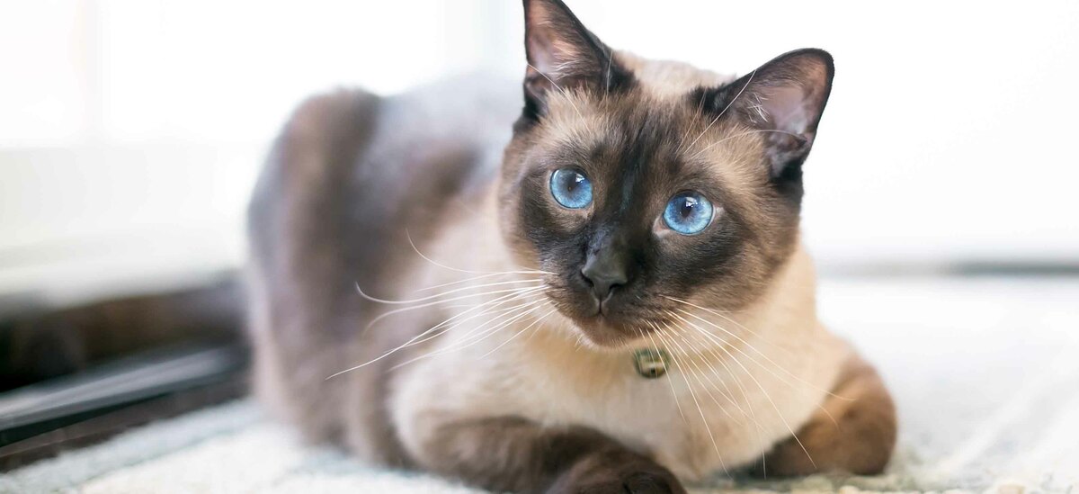 Gatto siamese