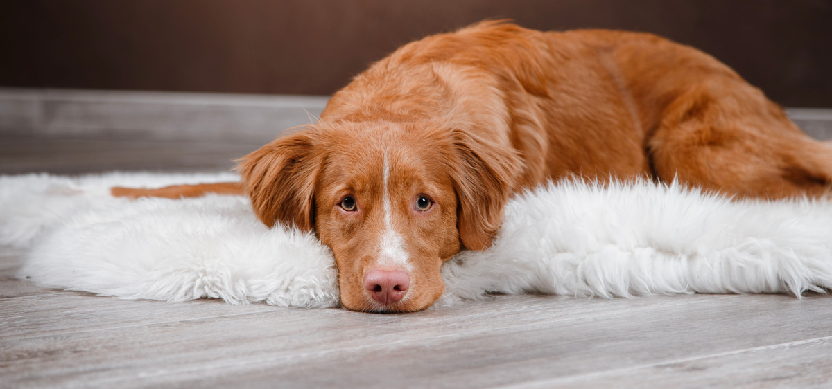 Crisi epilettiche nel cane: cosa sapere