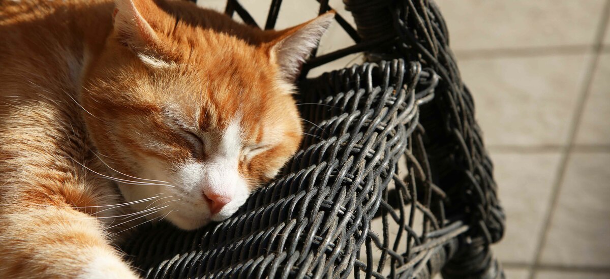 Scopriamo che significati può avere sognare dei gatti