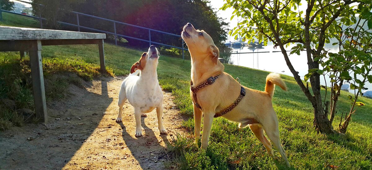 Scopriamo perchè il cane ulula